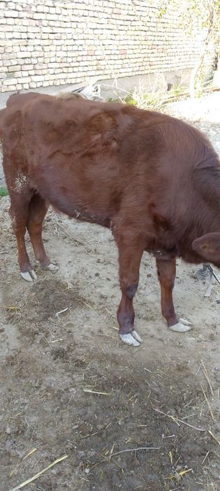 Толка нахтга сотилади