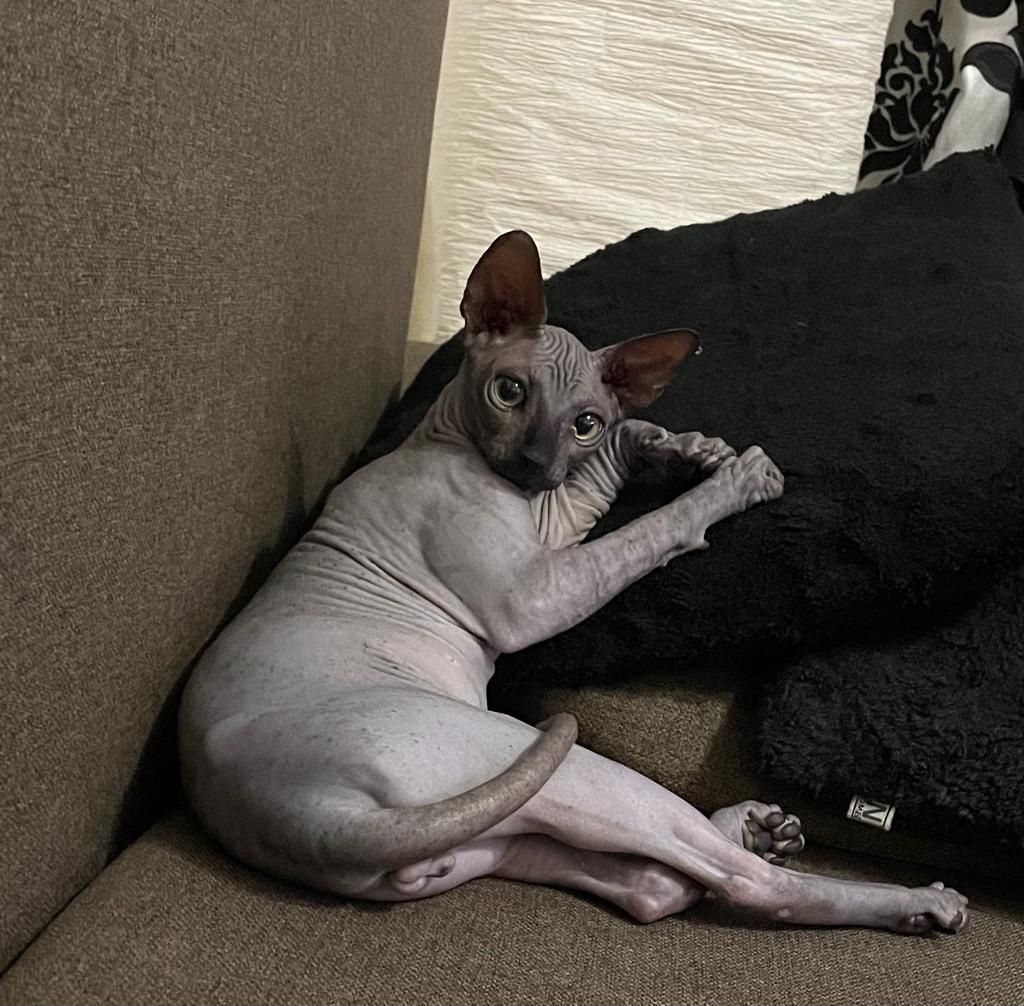 Pisică Sphynx Blue Dark Canadian