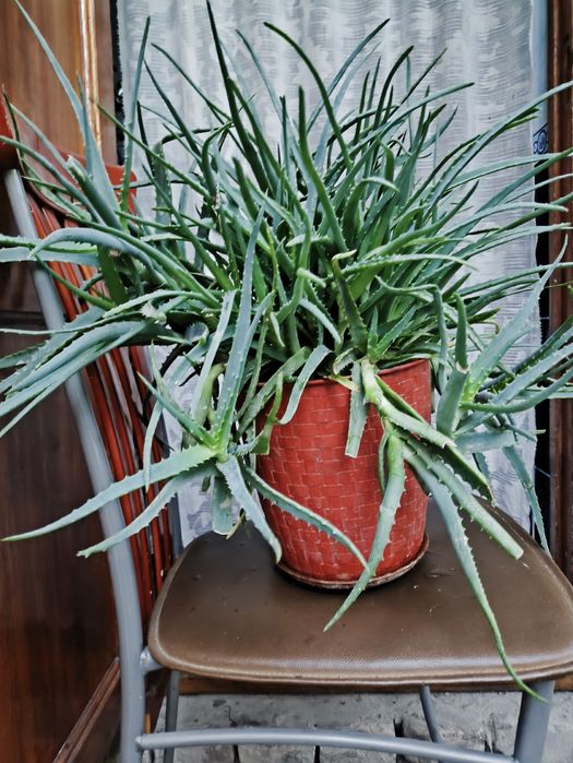 Комнатные цветы из дома