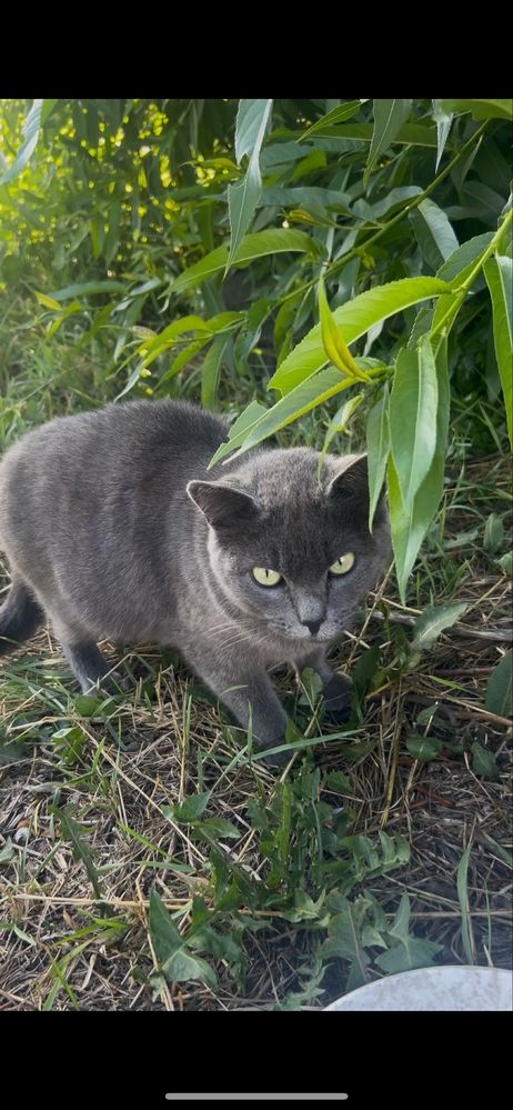 Кошечки в поисках дома
