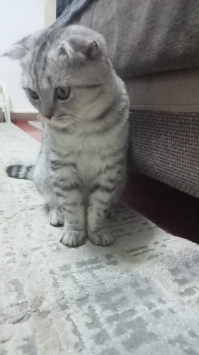 Котёнок вислоухий, возраст 6 месяцев