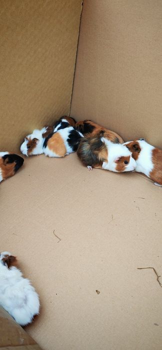 Porcușori de guineea