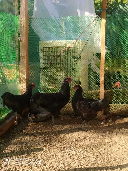 Brahma Gold Laced, Australorp negru, Lohman Brown