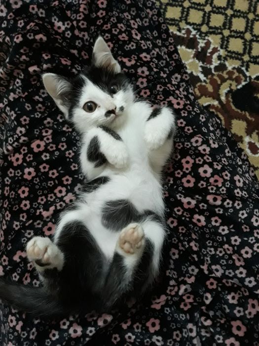 Mushuk bolasi hadiyaga