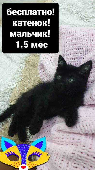 Бесплатно! Котёнок 1.5 мес. Мальчик