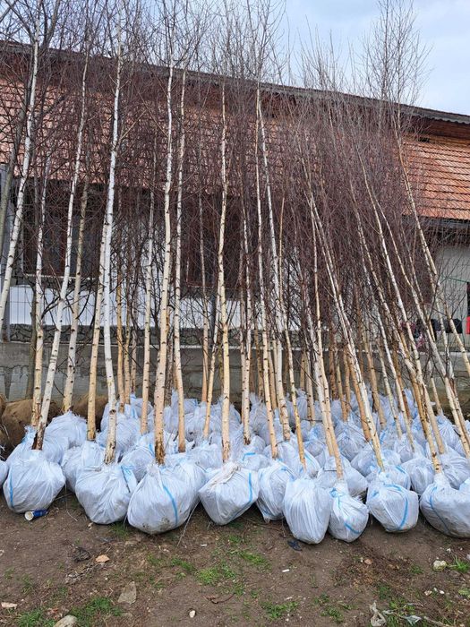 Mesteacăn, tei, platan, tuia leylandi chiparos, magnolie