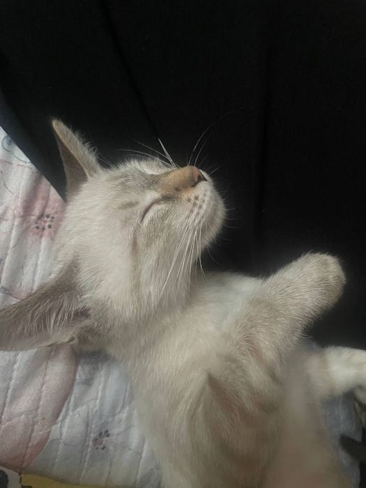 Отдам В добрые руки кота