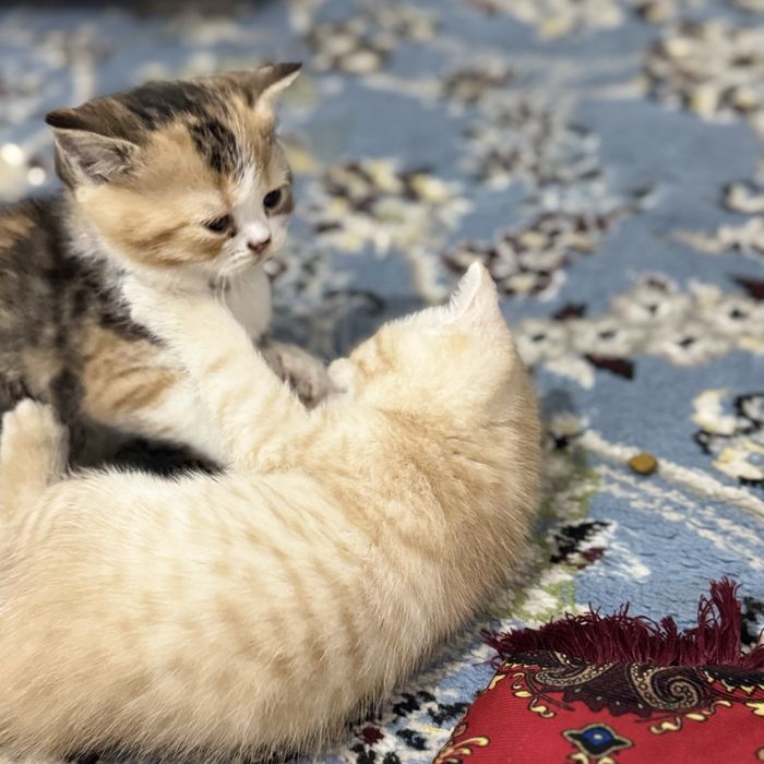 Британские шиншиллы  (Britan Shinshilla)