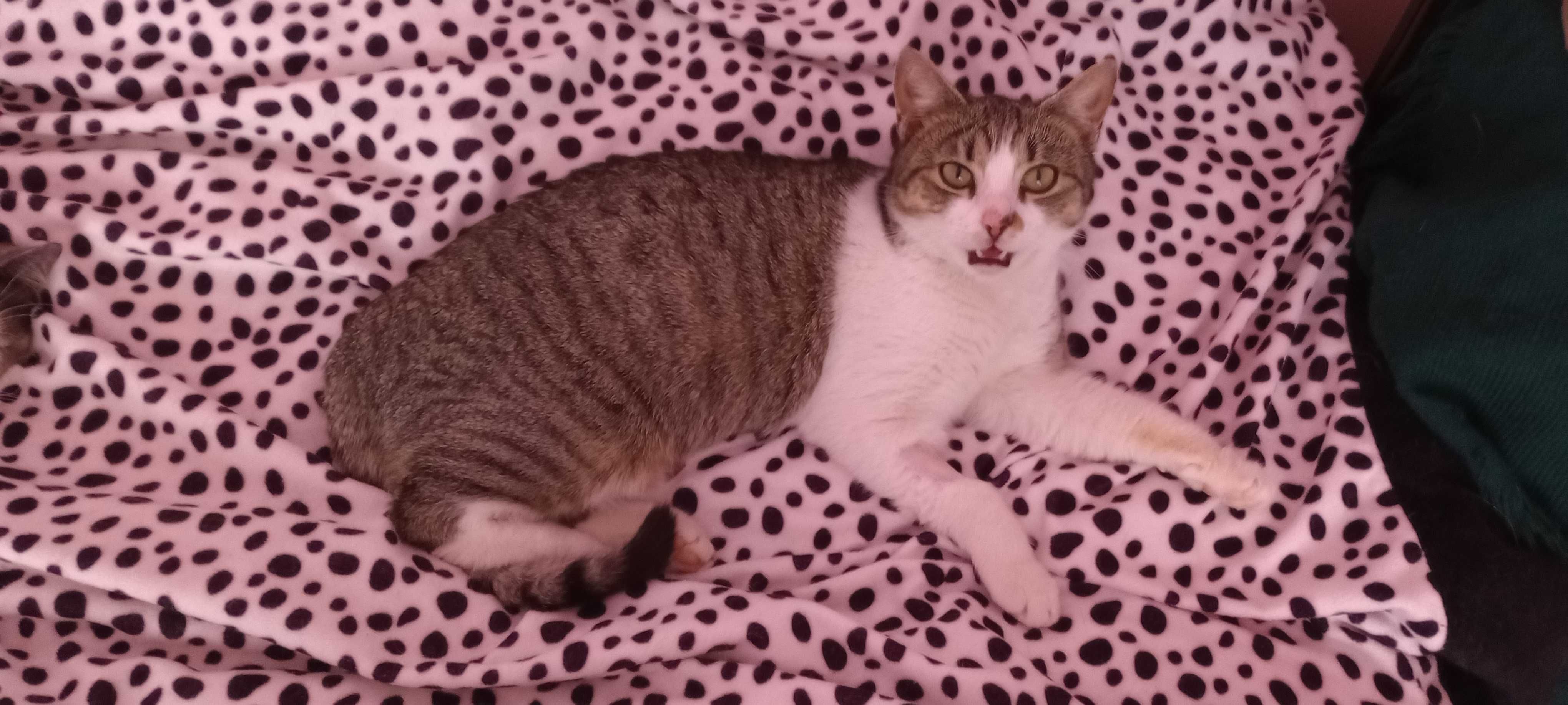 Котенца търсят дом