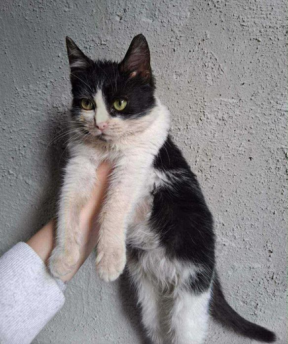 2-месечно момиченце търси дом!