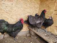 Oua australorp negru și albastru