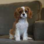 Pui Cavalier King Charles Spaniel