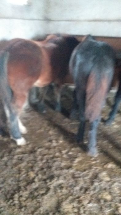 Vand 4 iepe si 4 manzi