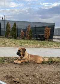 Femela Cane Corso cu pedigree