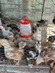 Pui australorp și de casă de vânzare