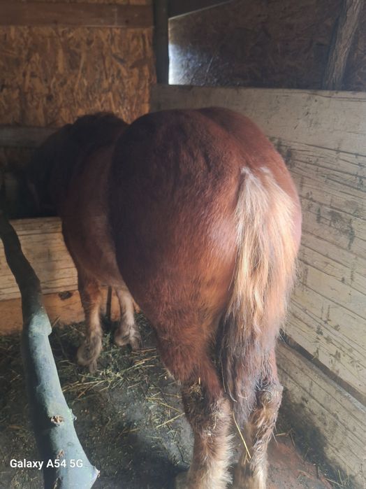 vând mnza de 5  luni