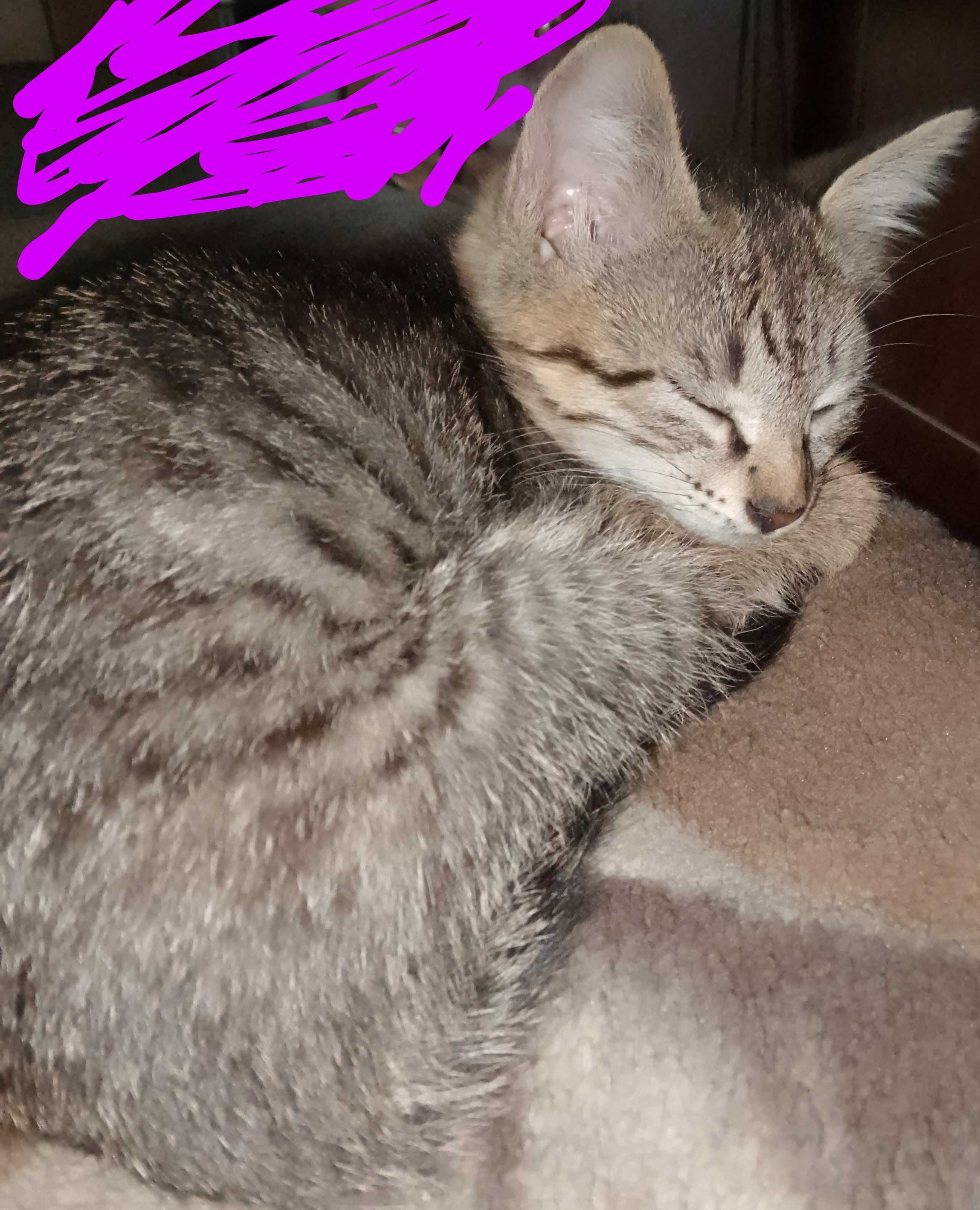 Котёнок в добрые руки