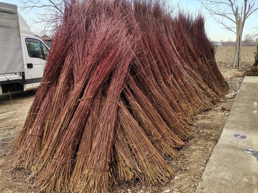 Nuiele/mlaja din rachita (Willow Branches) Suraia