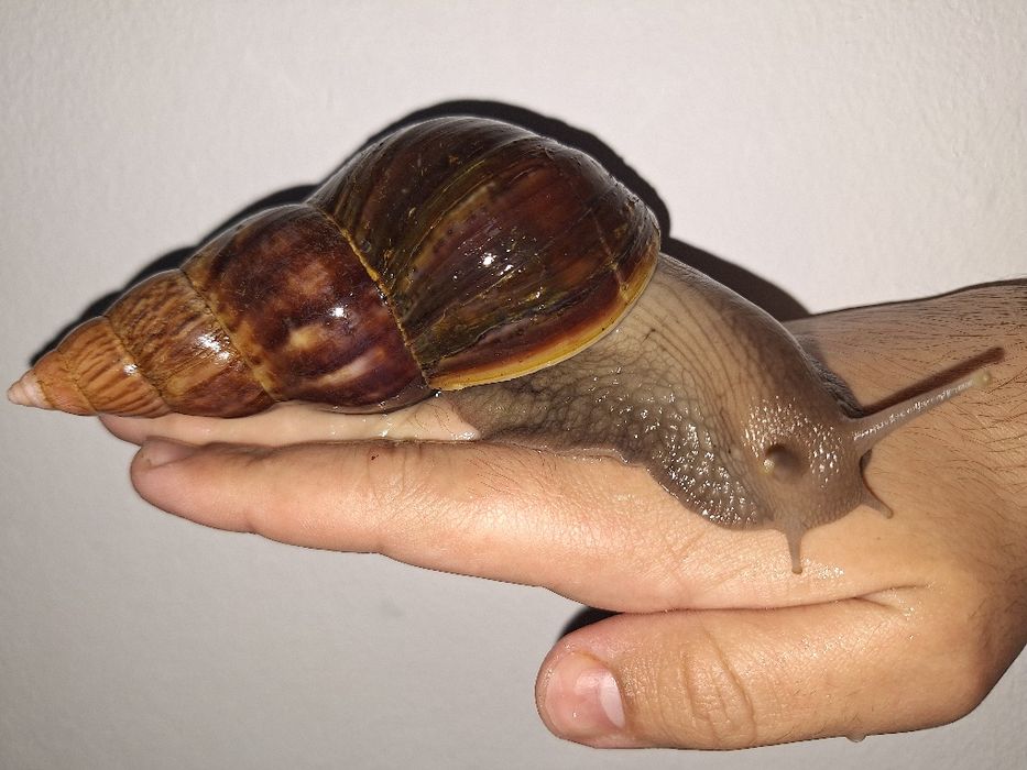 Melci uriași africani (Lissachatina fulica)