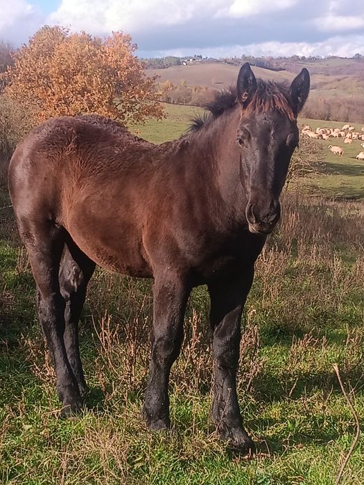 Manji de vânzare de 5 luni