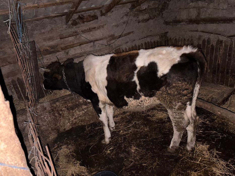 Vand vitea tânără