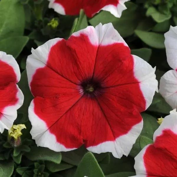 Petunia. Gul urug’i