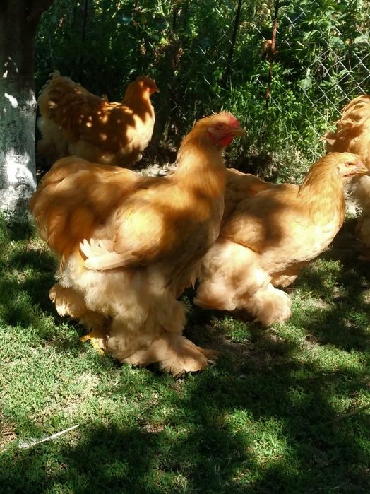 Cochinchina urias galben