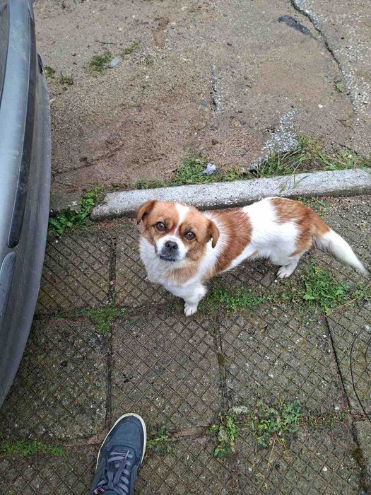 домашен любимец си търси стопани