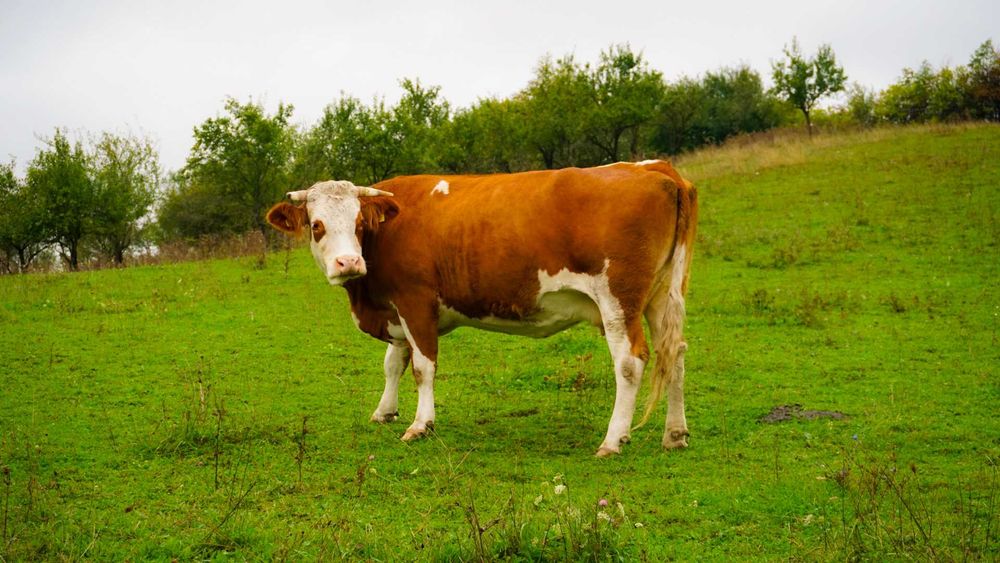 Vacă de  vânzare sau schimb cu oi