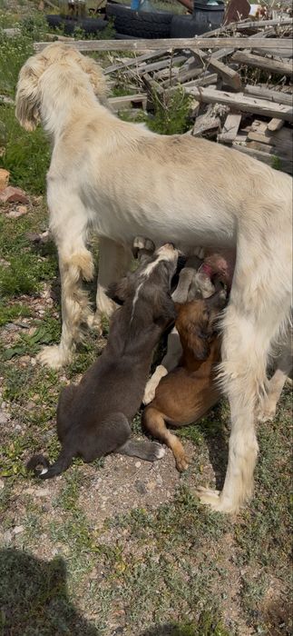 алпауыт тазы күшіктері