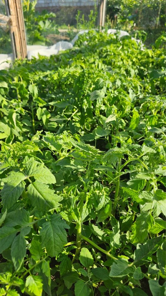 Продам рааду помидор, перца, боклажан