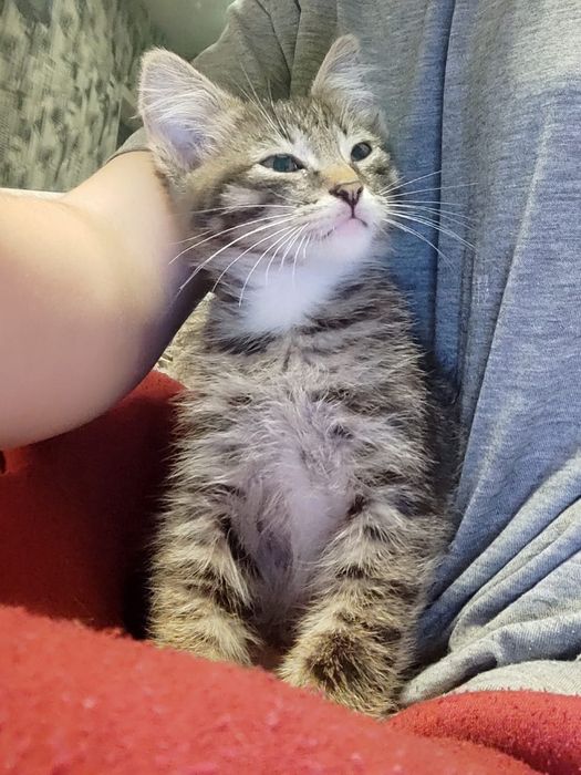 Отдам котенка, мальчик