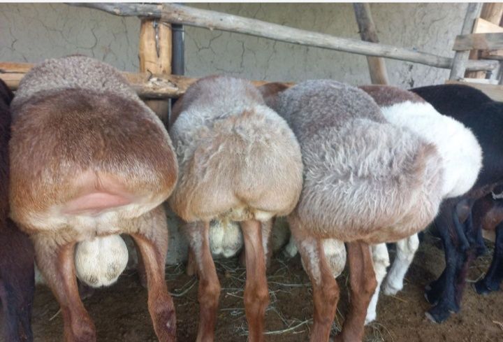 qo'chqorla uyda boqilgan semiz. Joxori bug'doy xashak bilan boqilgan