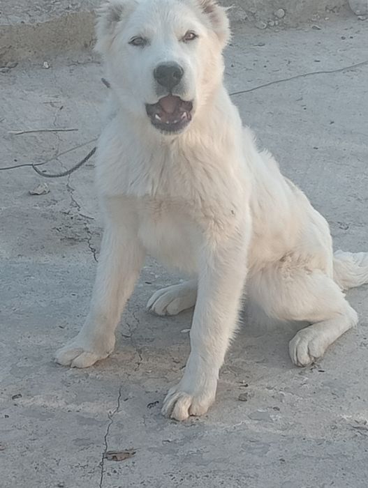 Ургашы алабай кушик