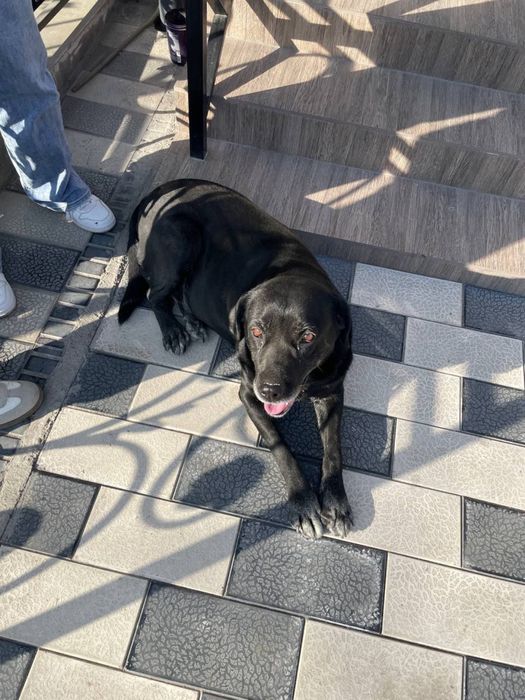 Нашли собаку! Помогите найти хозяев!