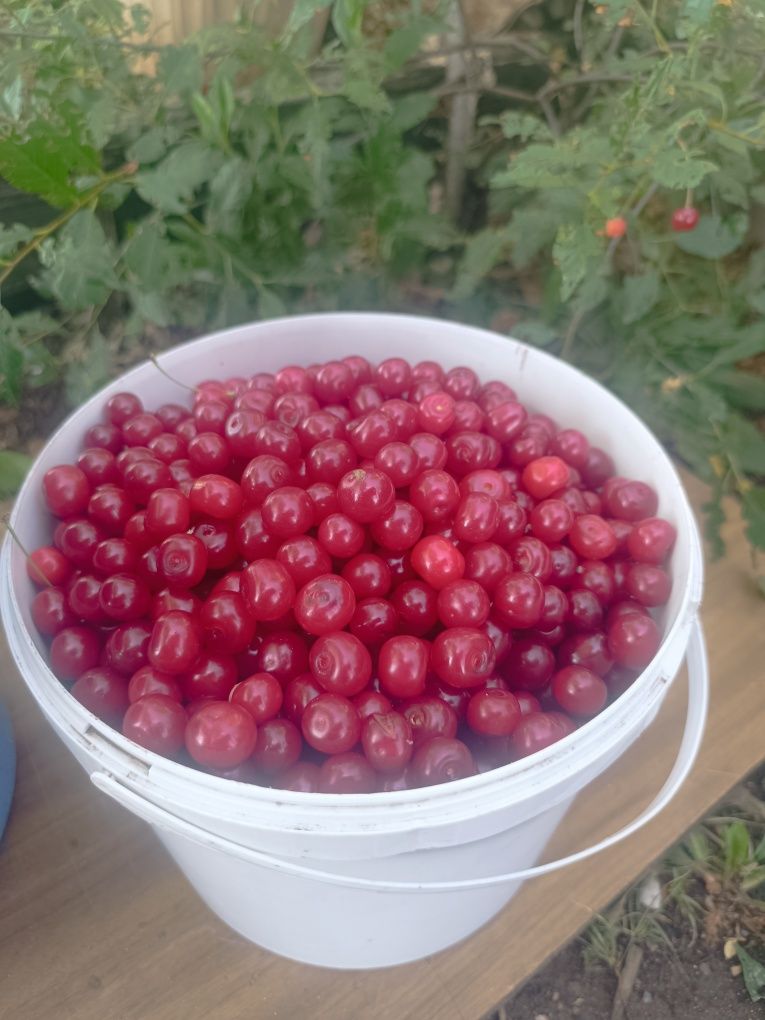 Продается Вишня домашняя