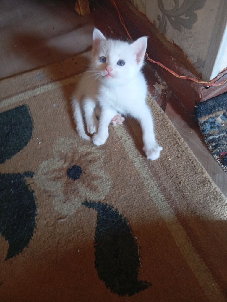 Продаются котята