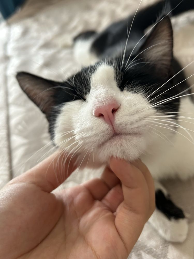 Кот в добрые руки
