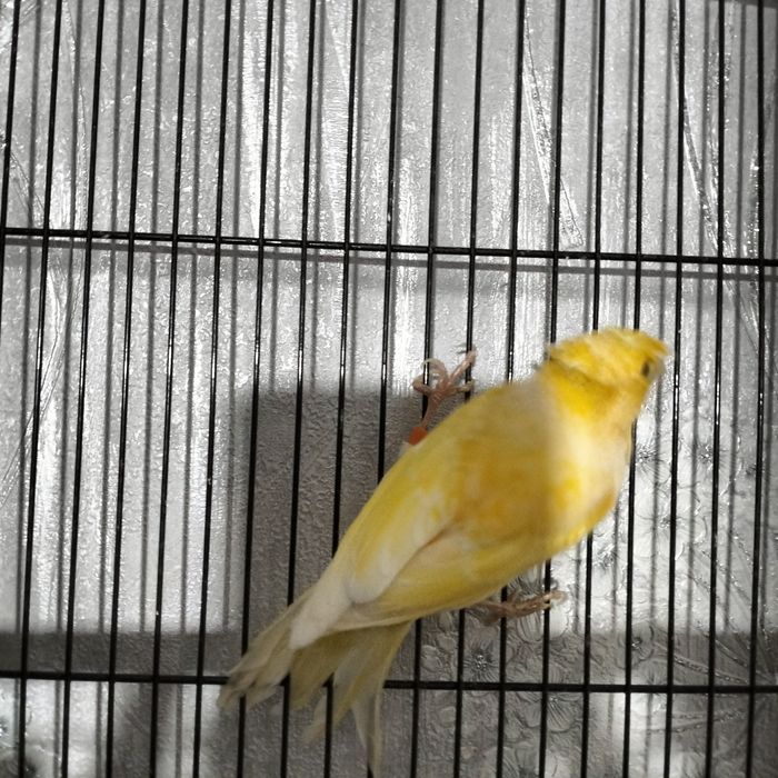 Nar kanareka dopli 8 oyli lic yozsela sayrogn vds bor