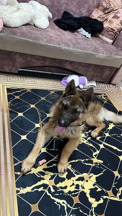 Продам немецкую овчарку