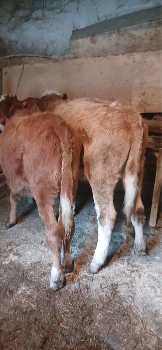 Vând 2 vițele de 3 luni