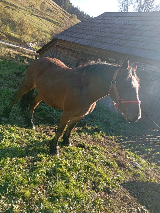 De vânzare mânză de 2 ani