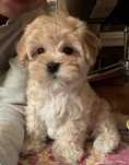 Bichon maltez apricot
