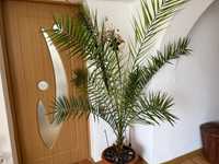 Palmier decorativ Phoenix