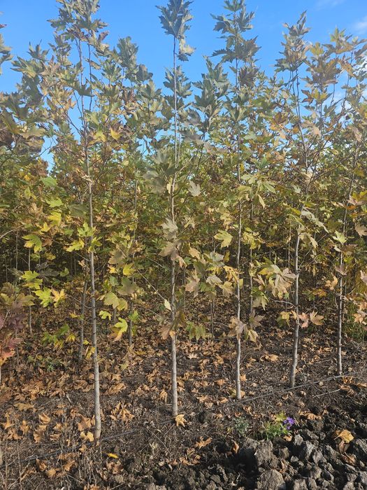 Platan - Mesteacan alb - Tei de floare - Artar