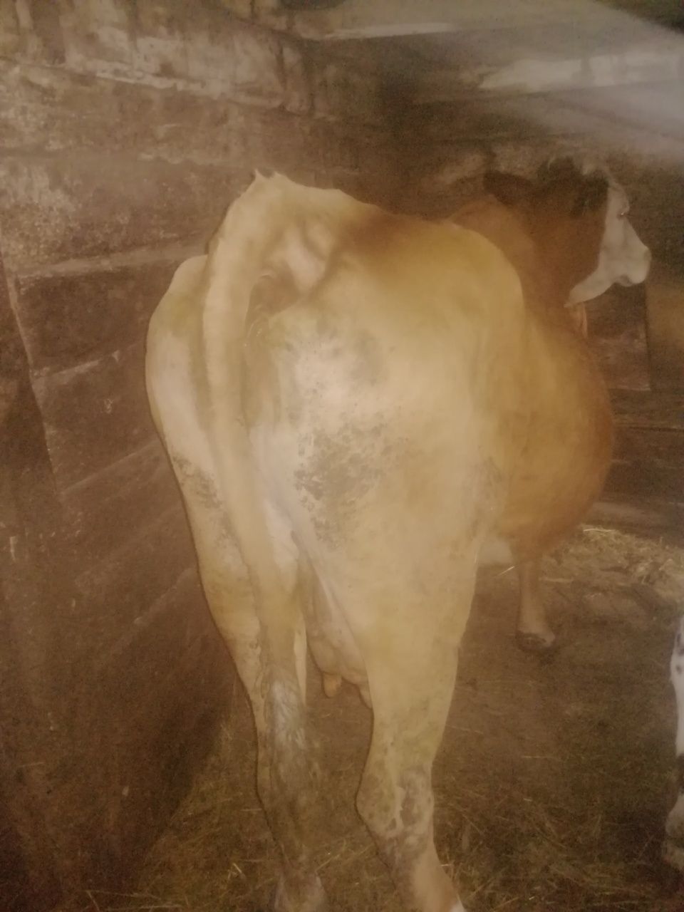 Vând vacă balțata românească de 10 ani, gestanta în 4 luni jumate