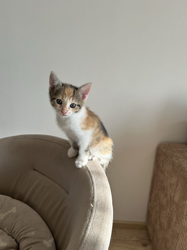 Подарявам малки котенца