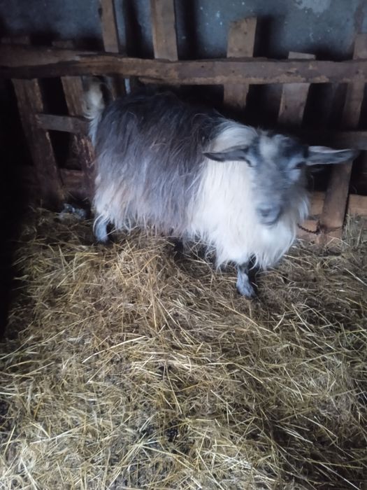 Vând capre, iezi si țapi pentru prasala,tăiat,de Paste