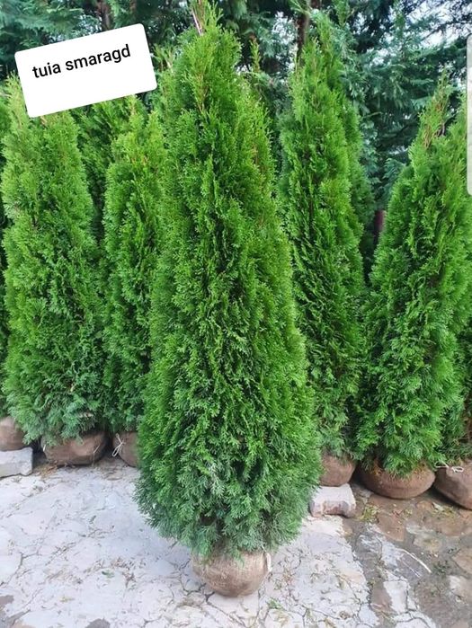 Vând plante ornamentale diferite specii