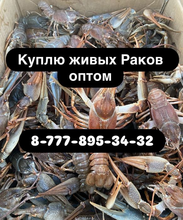 К упл ю живых раков оптом